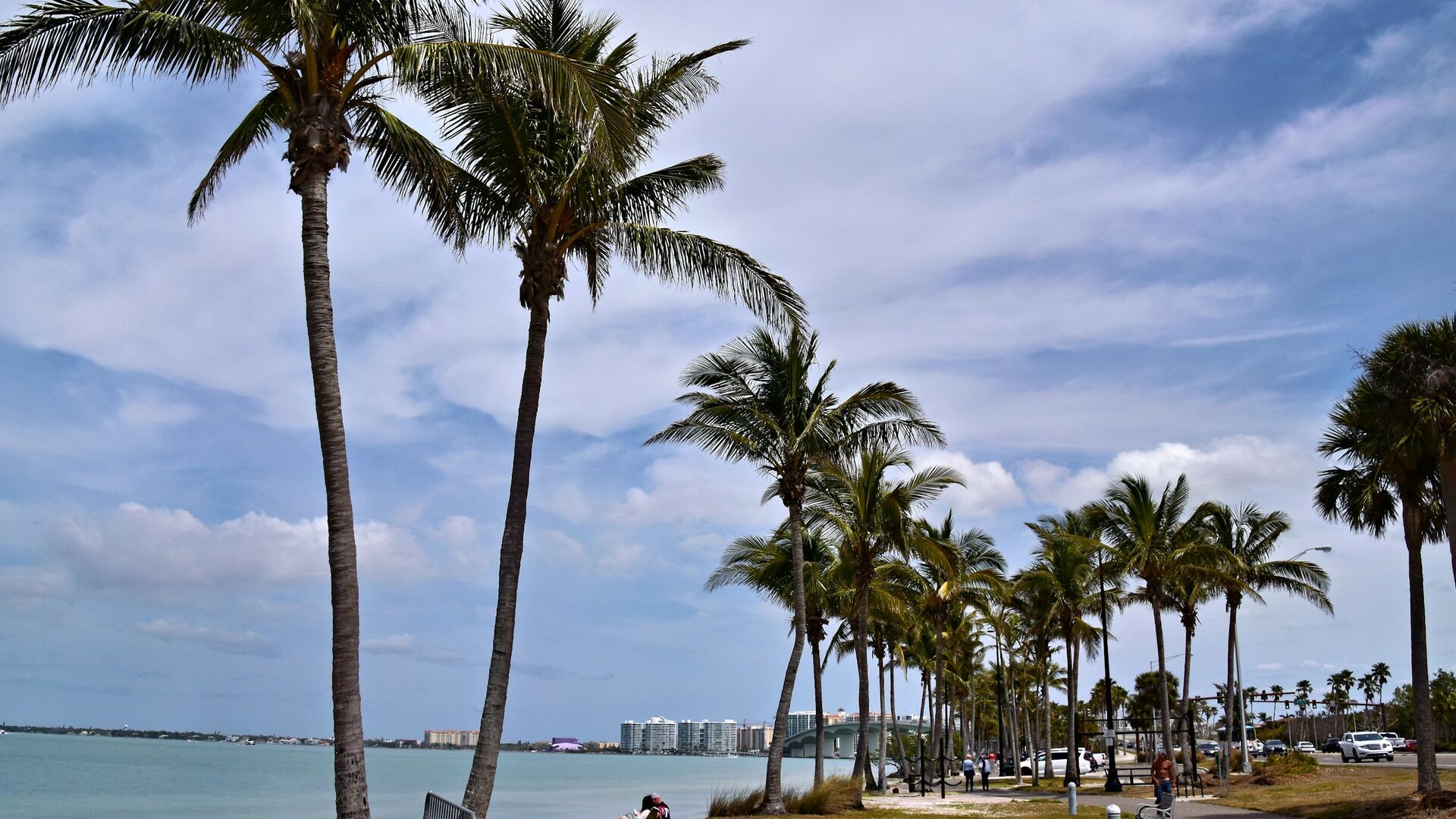 The Sarasota bayfront with palms, the marina, and the downtown skyline