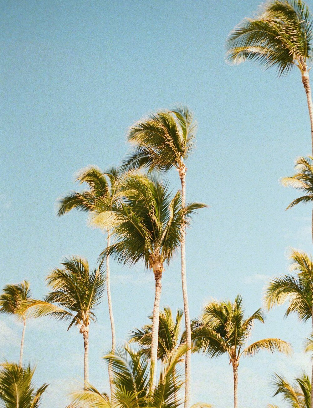 Tall palm trees swaying against a clear blue Suncoast sky